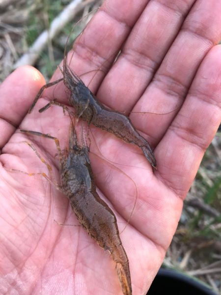 再び、手長エビを調査