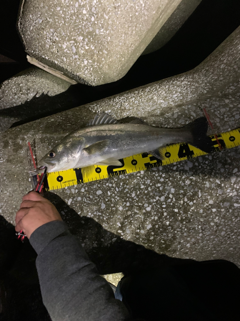 親父たちの釣行