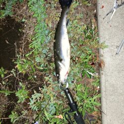 食わないバチボイル