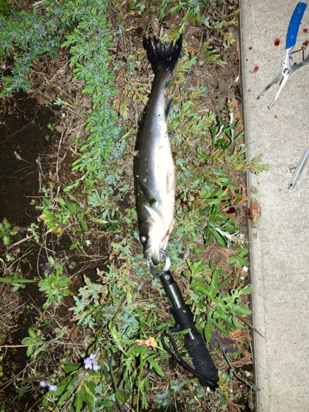 食わないバチボイル