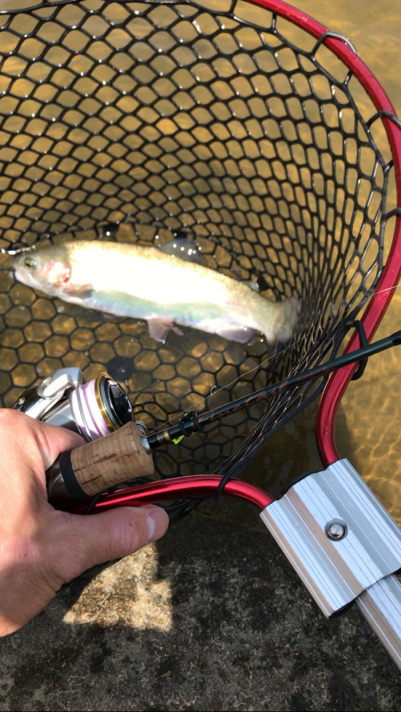 トップ激アツトラウト