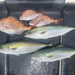 朝まずめジギング