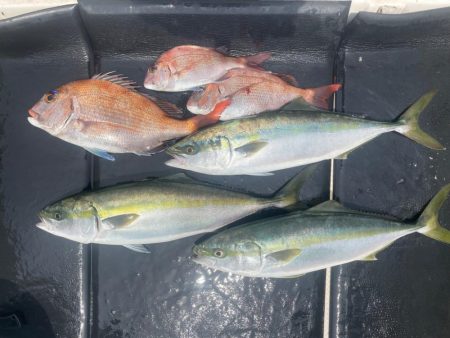 朝まずめジギング