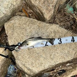 チニングのつもりが…