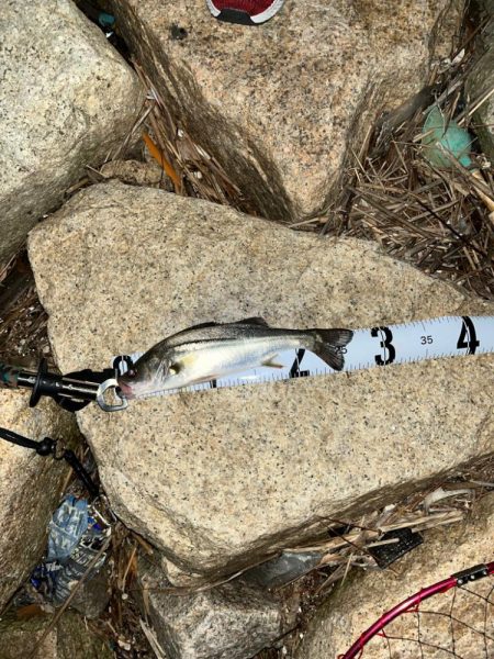 チニングのつもりが…