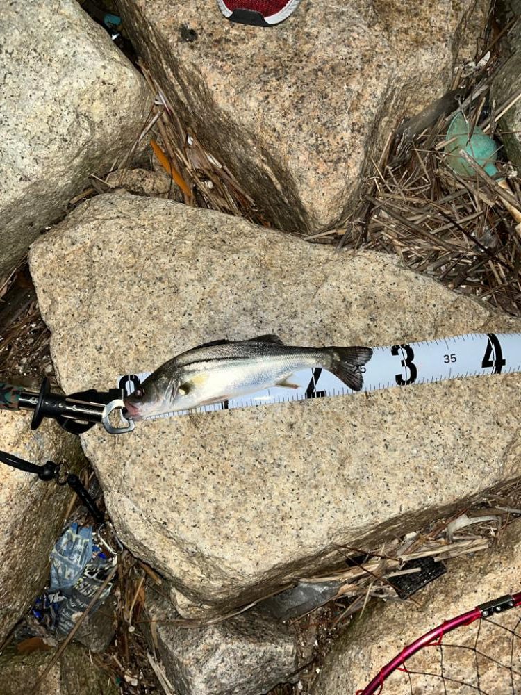 チニングのつもりが…