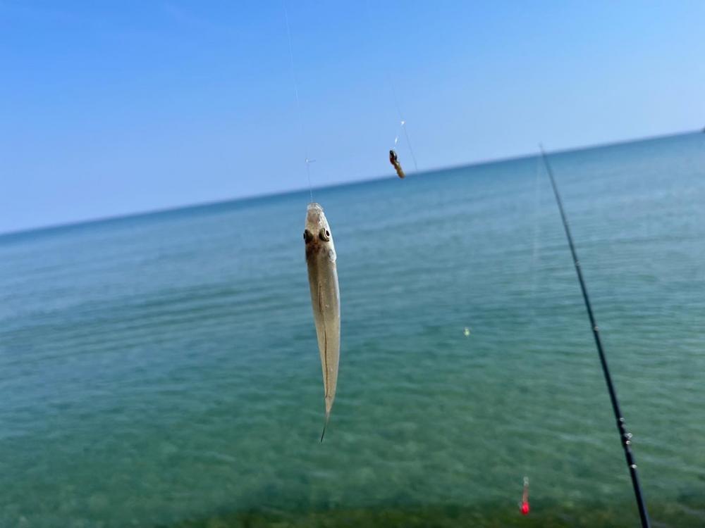 鳥取サーフでキス釣り