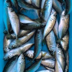 今朝も豆アジ！