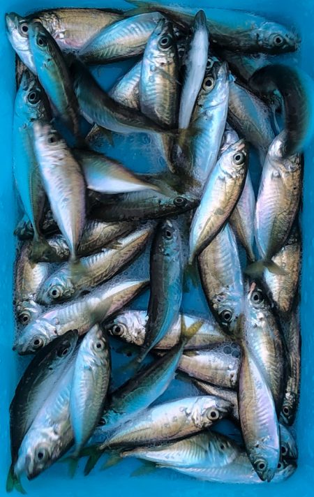 今朝も豆アジ！