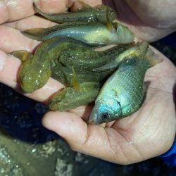 夕涼みの河川ミャク釣り