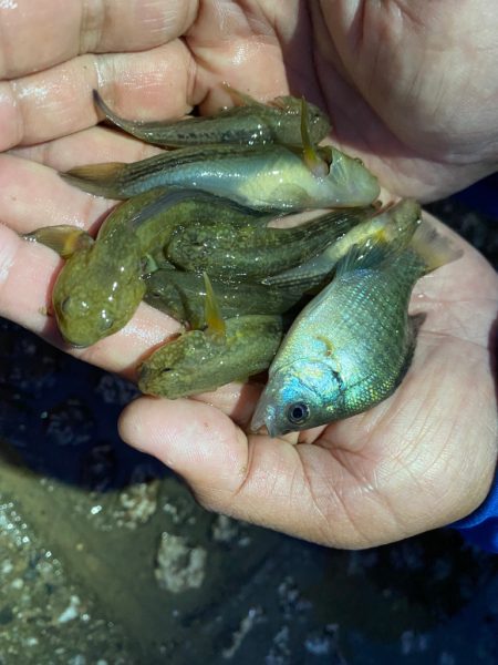 夕涼みの河川ミャク釣り