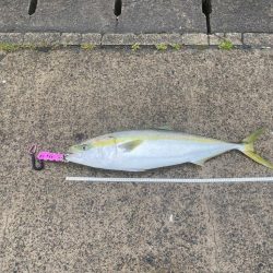 ヒラスズキのボイル乱舞!なのに釣れたのは!…