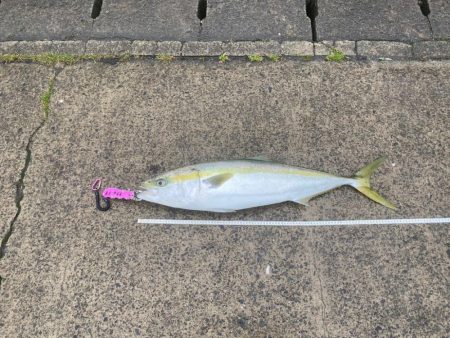 ヒラスズキのボイル乱舞！なのに釣れたのは！…