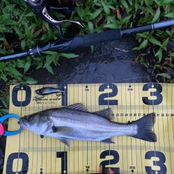 雨が降って好釣⁉︎