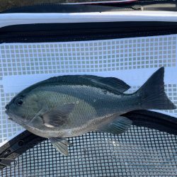 久しぶりのクロ釣り