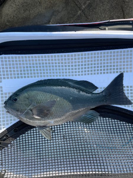 久しぶりのクロ釣り