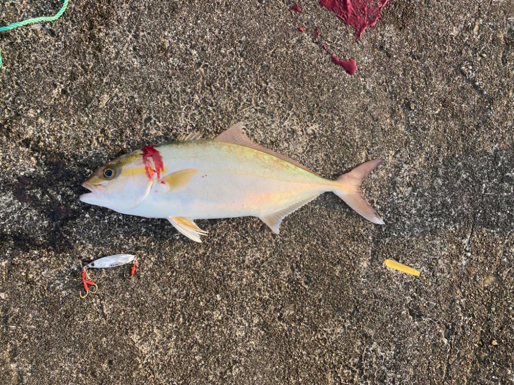 カマスの下にはやっぱりいる!