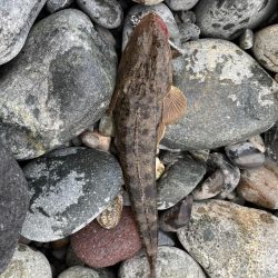 またもシーバスはお留守