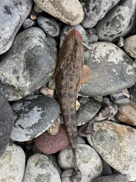 またもシーバスはお留守