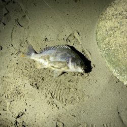 親父たちの釣行