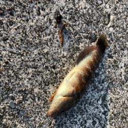 ジギング空振り→癒しのガッシー