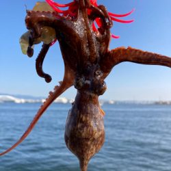 何とか新子1杯。まだ蛸も早いかな。。。