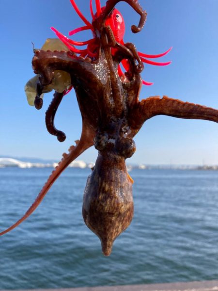 何とか新子1杯。まだ蛸も早いかな。。。