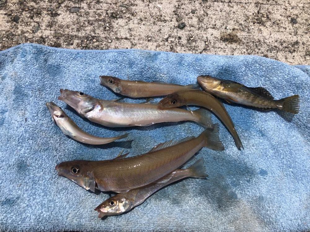 今年初のキス釣り