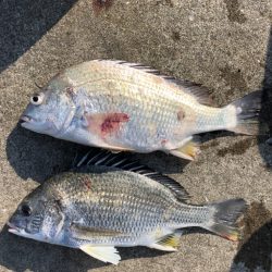 短時間エビ撒き釣り