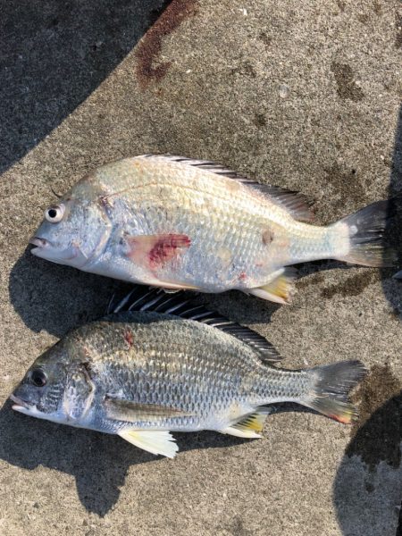 短時間エビ撒き釣り