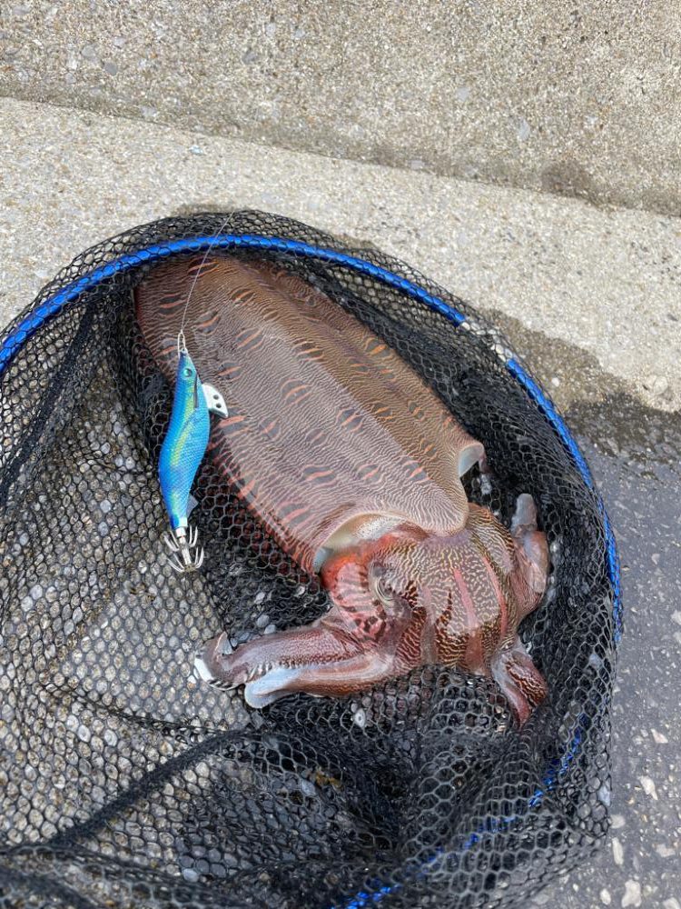 エギング　初捕獲！