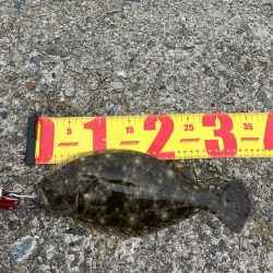 ヒラメ・ガシラ