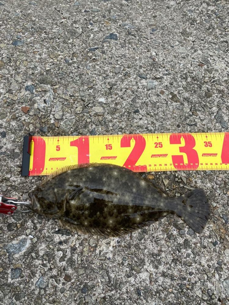 ヒラメ・ガシラ