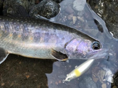 エデン60を使ってきました