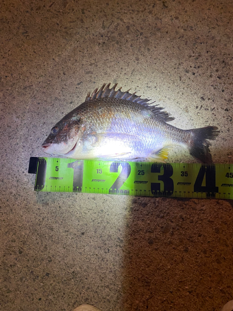 ヘチってきました