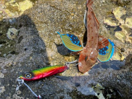 ちっちゃなゲスト