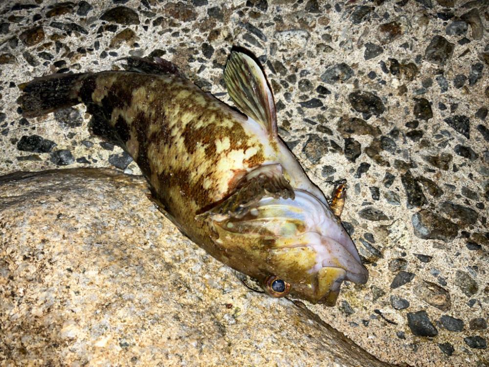 ガシラプラッギング