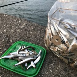 今年最後の稚鮎サビキ