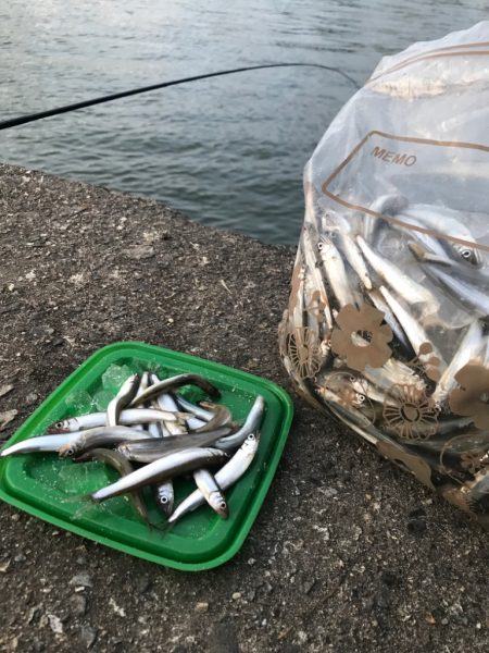 今年最後の稚鮎サビキ