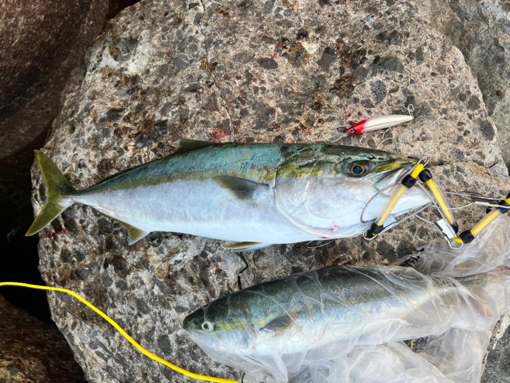 メジロ71センチ ハマチ50センチ