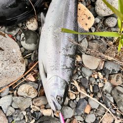 ついにサクラ咲く❗þ…