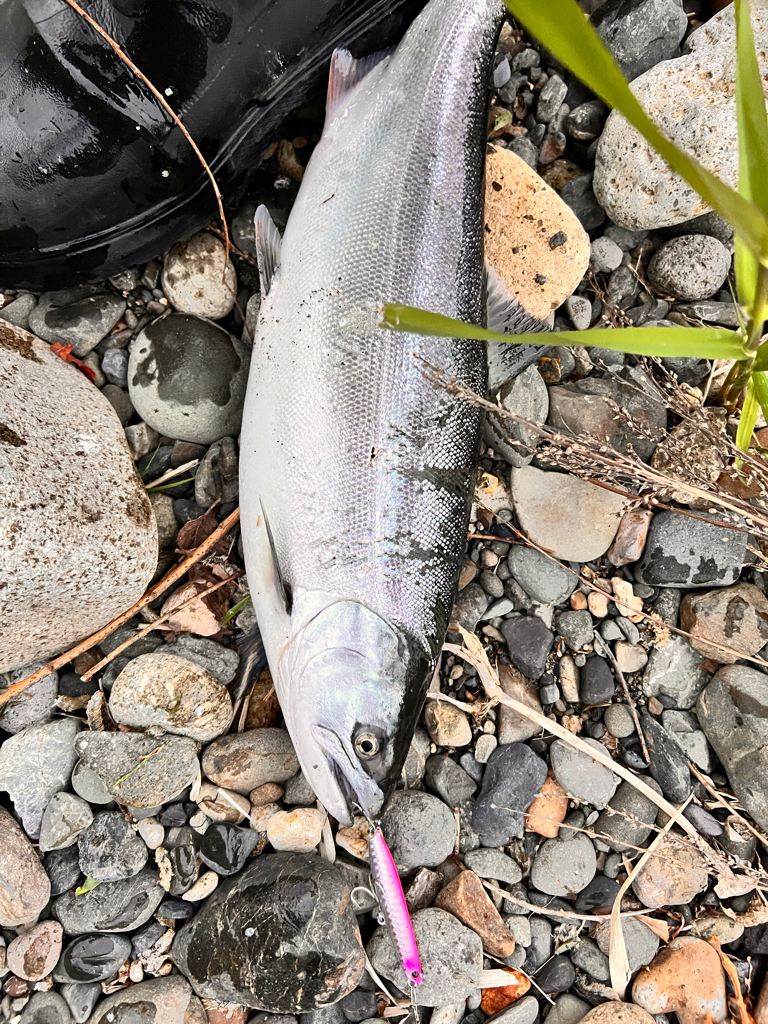 ついにサクラ咲く❗️