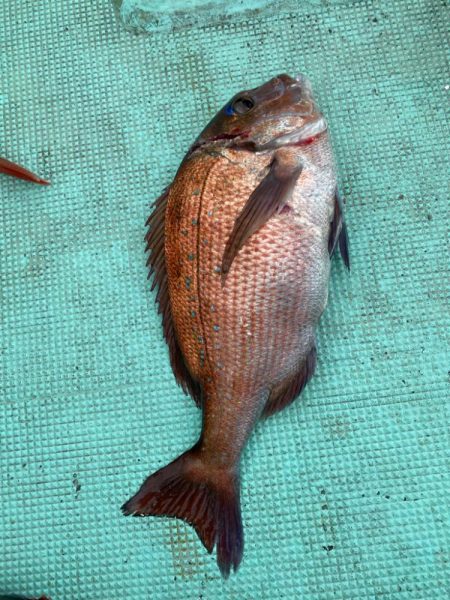 タイラバで真鯛