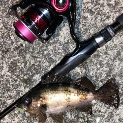 明石海峡メバル釣行