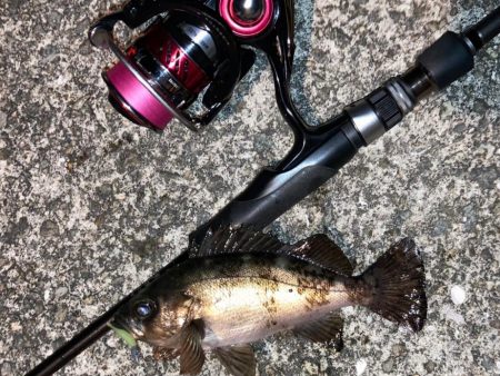 明石海峡メバル釣行