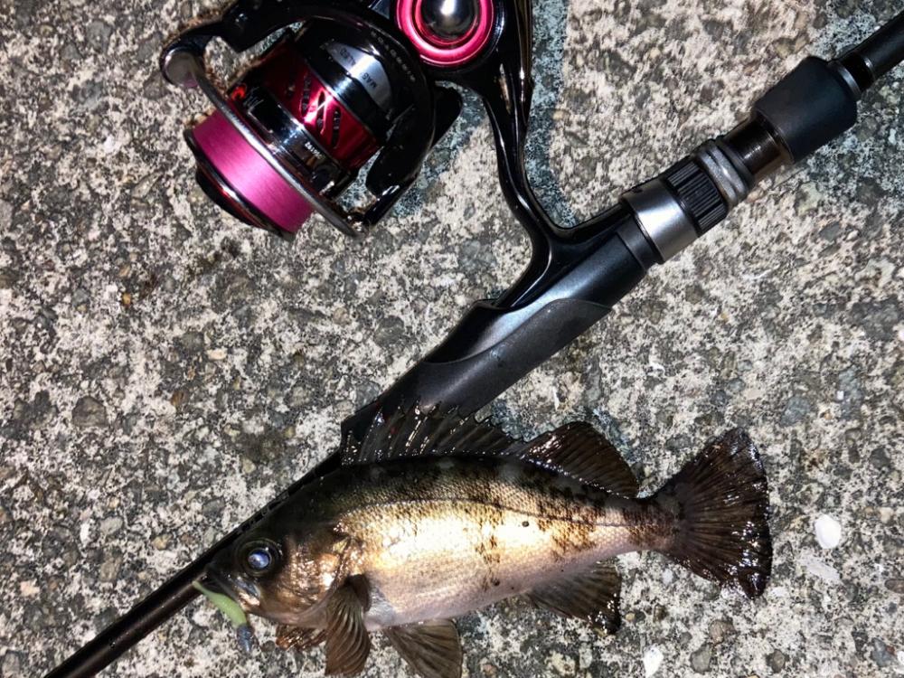 明石海峡メバル釣行