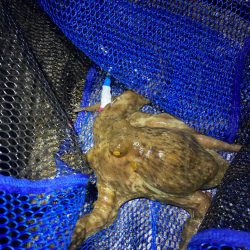 タコハンティング