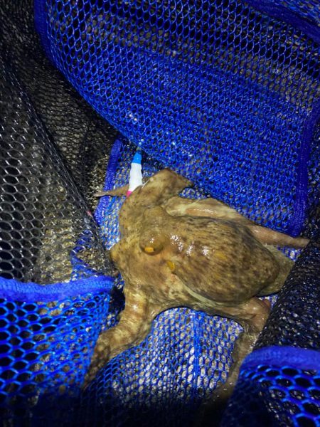 タコハンティング