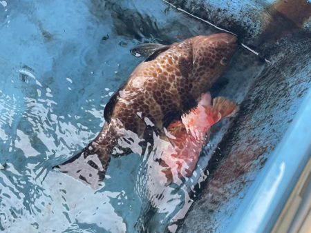 今季お初のオオモンハタ