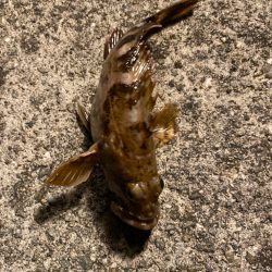 ガジラってきました